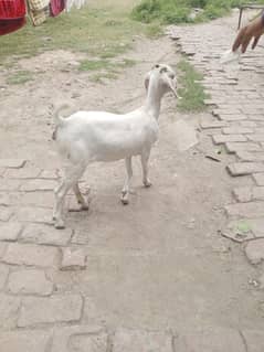 white goat healthy and active