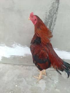 aseel murgy for sale
