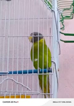 parrot