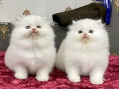 Persian kittens triple coat pair for sale contact whatsap 03241748871