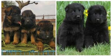German Shepherd and Black German shepherd Puppies For Sale family only