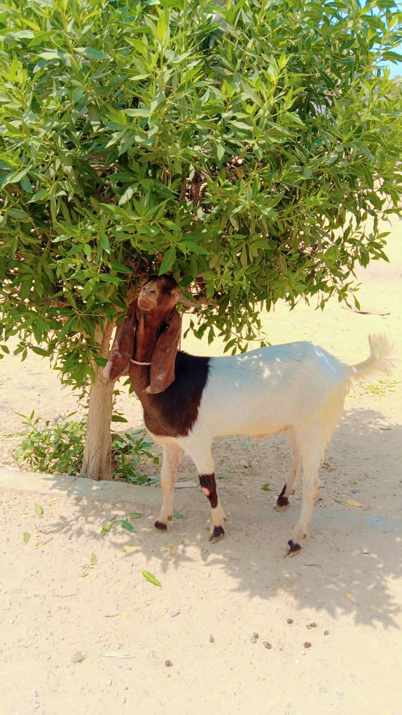 Bakray for sale 0