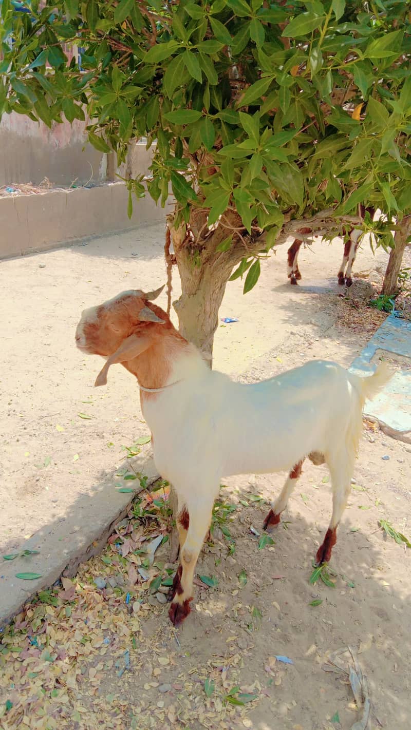Bakray for sale 1