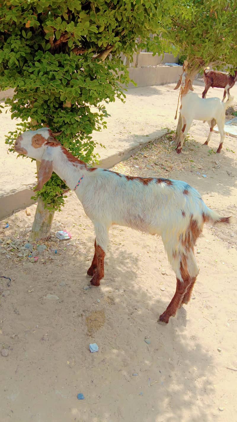 Bakray for sale 2