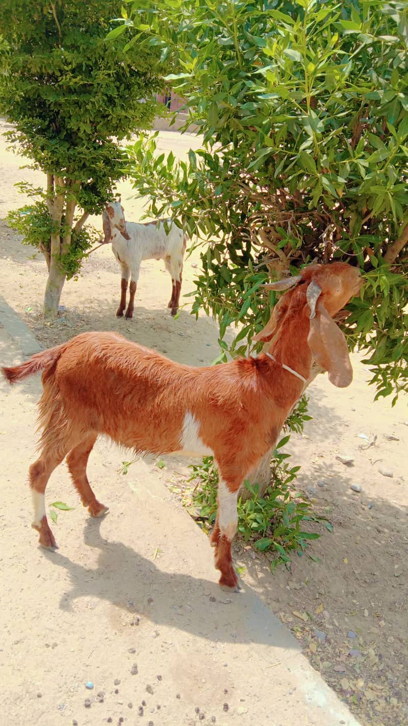 Bakray for sale 3
