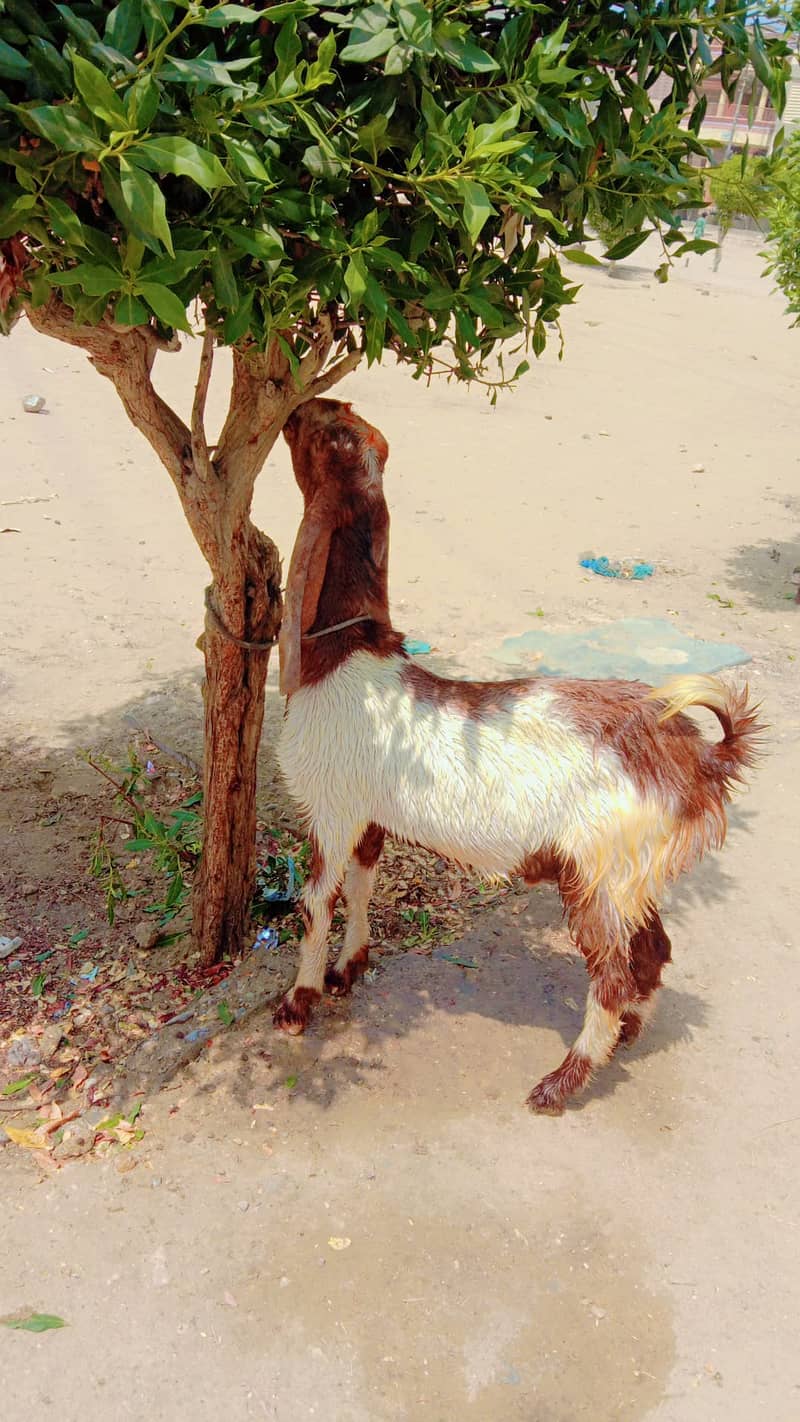 Bakray for sale 5