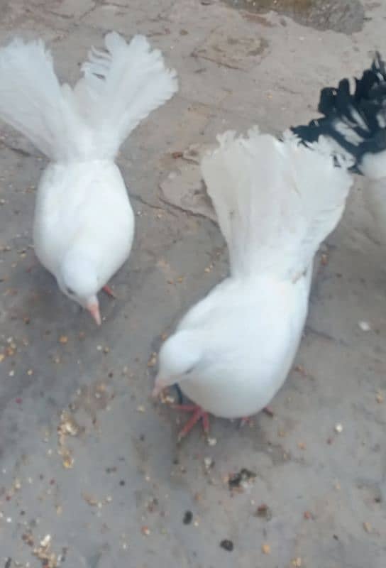 black tail laka 2