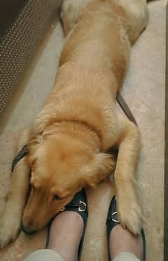 Golden Retriever |  Retriever dog | Golden Retriever female