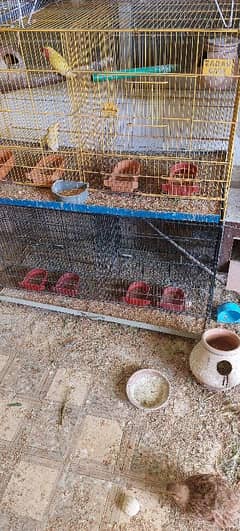love birds and raw cage for sale sargodha
