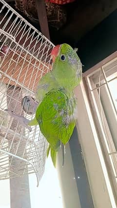 parrot