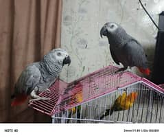 African Grey Breeder Pair And Talking