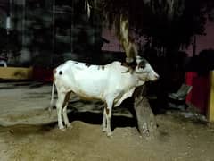 Qurbani