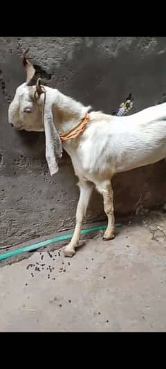 2 dant gulabi bakra