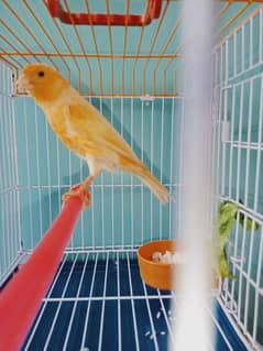 Canary