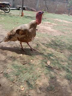 pair for sale golden colours