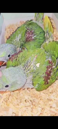 raw jambo size kashmiri chicks