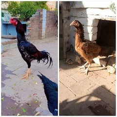 Aseel Pair For Sale