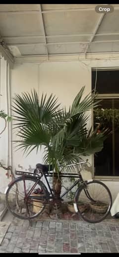 Baba Cycle
