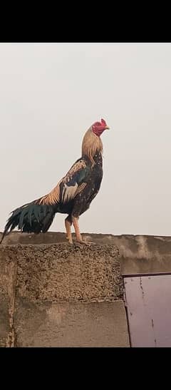 mianwali