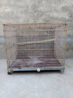 0327-0277654/cage/parrot/love bird/albino/hen/Australian/pastel/par bl