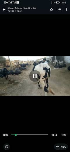 qurbani