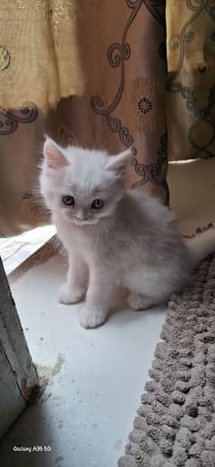 Persian Kittens
