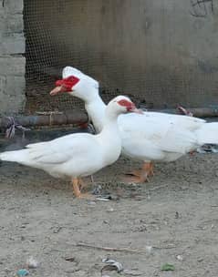white mascove duck's and ducklings