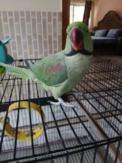 raw parrots