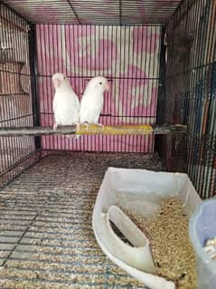 albino Red eye pair