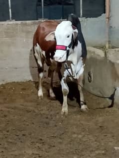 gulabi