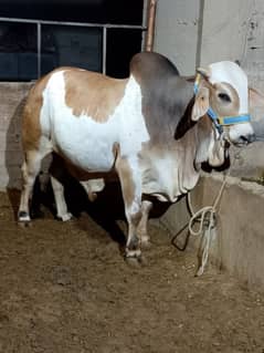 ablack qurbani 2025