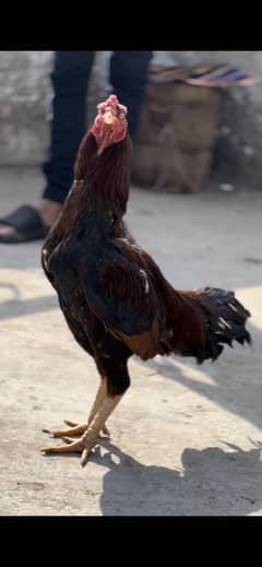 Lakha