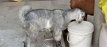 bakri or is ki bachchi
