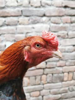assel home breed