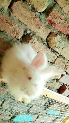 English Angora bunnies 2.5 month