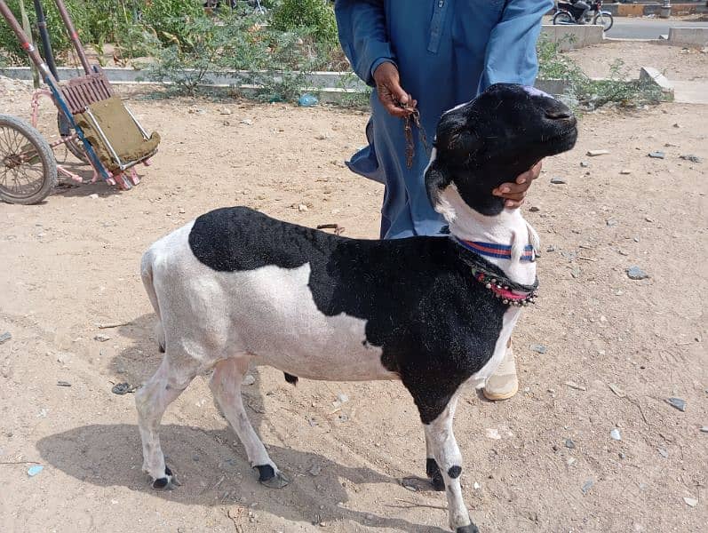 sheep for qurbani 6