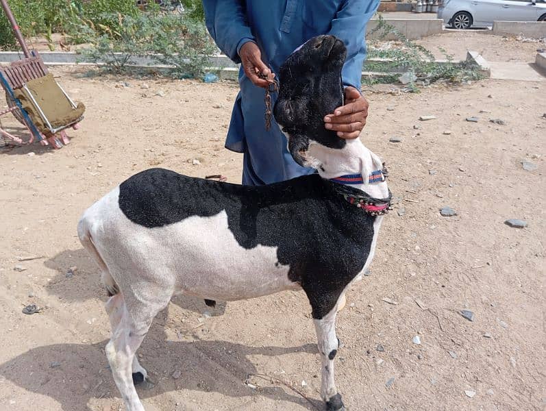 sheep for qurbani 7