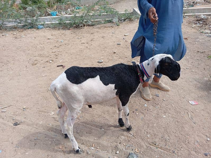 sheep for qurbani 8