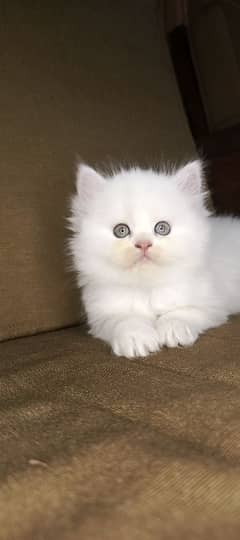 Persian Kittens