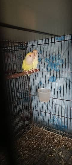 love birds Albino cremino palefellow Latino fisher