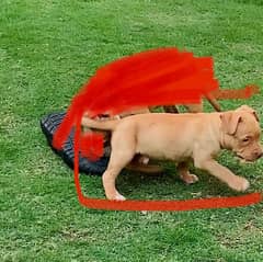 PITBULL