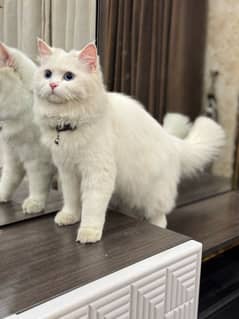 persian