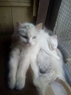 for sale