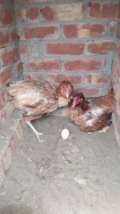 2 pure aseel kurk murgia for sale