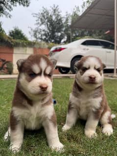 Siberian Husky Male Puppy | Blue Eyes Woolly coat Husky Dog For Sale