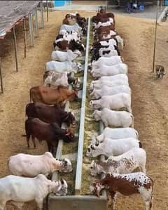 Cattle farm house
