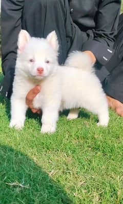 Russian Pair | Russian Puppy | Russian Pink Nose puppy for sale