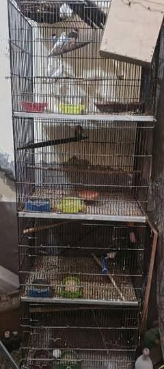 cage and bird with assesries