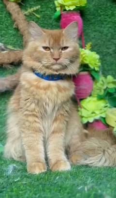 percian cat available contact me on what's app