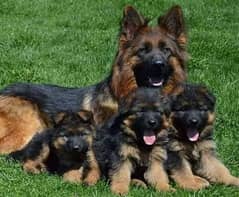 Vaccinated